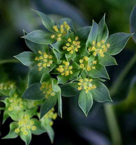 Bupleurum
