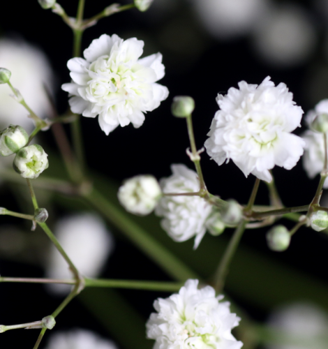 Gypsophila