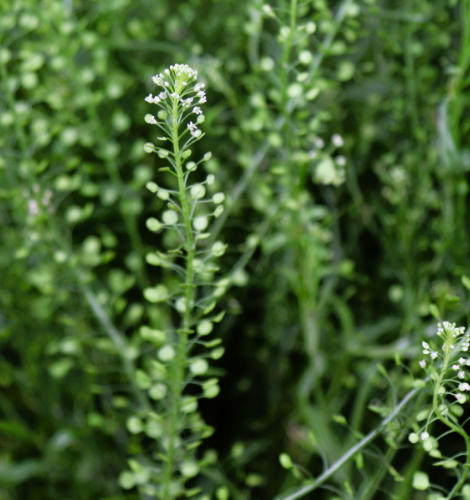 Lepidium